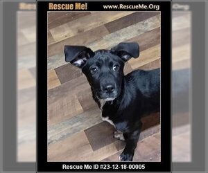American Staffordshire Terrier-Labrador Retriever Mix Dogs for adoption in Benton, PA, USA