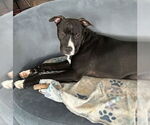 Small #51 American Pit Bull Terrier-Labrador Retriever Mix