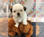 Small Photo #8 Shih Tzu Puppy For Sale in SILEX, MO, USA