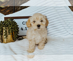 Goldendoodle-Poodle (Toy) Mix Puppy for sale in ARBOGA, CA, USA
