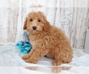 Medium Poodle (Miniature)