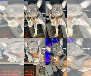 French Bulldog Puppy for sale in WAUWATOSA, WI, USA