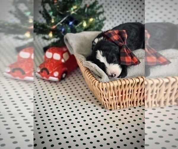 Medium Photo #3 Sheepadoodle Puppy For Sale in INDIANAPOLIS, IN, USA