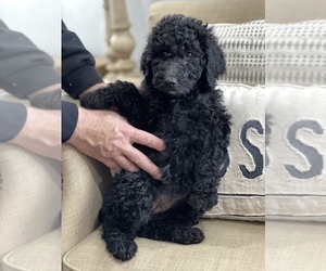 Poodle (Standard) Puppy for Sale in HOLLY POND, Alabama USA
