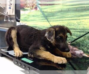 German Shepherd Dog Dogs for adoption in Moreno Valley, CA, USA