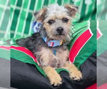 Small #1 Poodle (Miniature) Mix