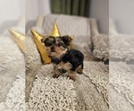 Small #5 Yorkshire Terrier