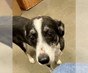 Mutt Dogs for adoption in Pampa, TX, USA