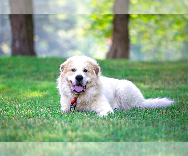 Medium Photo #4 Great Pyrenees-Unknown Mix Puppy For Sale in Unionville, PA, USA