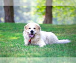 Small #3 Great Pyrenees Mix