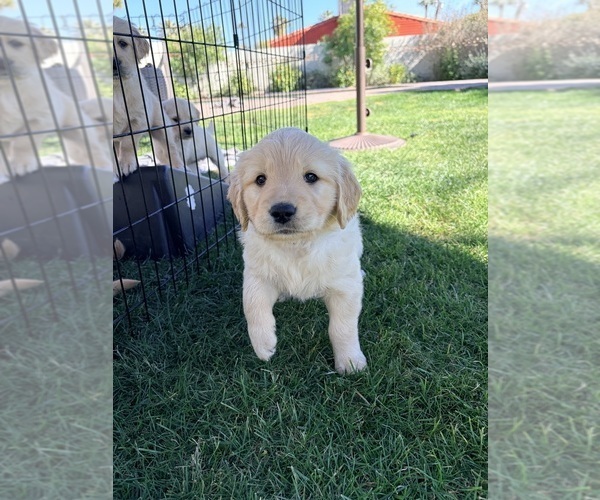 Medium Photo #40 Golden Retriever Puppy For Sale in PHOENIX, AZ, USA