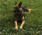 Small Photo #1 German Shepherd Dog Puppy For Sale in RICHMOND, IN, USA