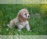 Small #7 Cocker Spaniel