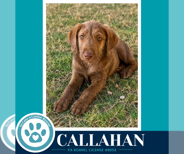 Medium Photo #2 Plott Hound-Unknown Mix Puppy For Sale in Kimberton, PA, USA
