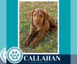 Small #1 Plott Hound Mix