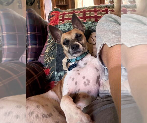 Medium Photo #9 Jack Russell Terrier-Unknown Mix Puppy For Sale in Arlington, VA, USA