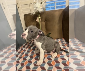 Bullypit Puppy for sale in BEAUFORT, SC, USA