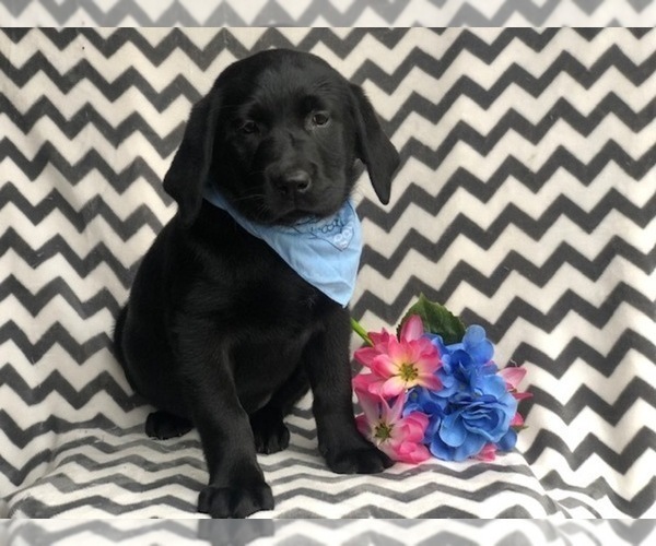 Medium Photo #1 Labrador Retriever Puppy For Sale in EAST EARL, PA, USA