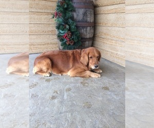 Golden Retriever Dogs for adoption in MOUNT HERMON, CA, USA