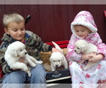 Small Photo #4 Golden Retriever Puppy For Sale in E PROVIDENCE, RI, USA