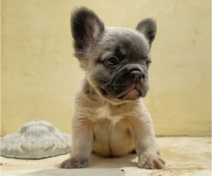 American Bully Puppy for sale in MORENO VALLEY, CA, USA