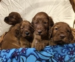 Small #3 Irish Setter