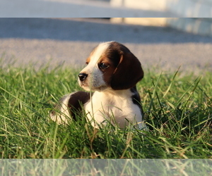 Beagle Puppy for sale in MILLERSBURG, OH, USA