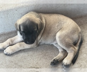 Mastiff Puppy for sale in FALCON, CO, USA