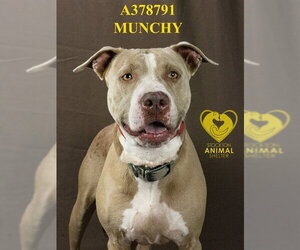 MUNCHY - Female Mutt Dog for Adoption - Photo #2