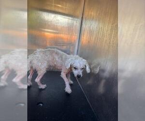 Poodle (Miniature)-Unknown Mix Dogs for adoption in San Antonio, TX, USA