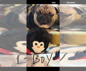 Pug Puppy for sale in FREDERICKSBURG, VA, USA