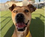 *TULIP - Female Labrador Retriever-Unknown Mix Dog for Adoption - Small photo