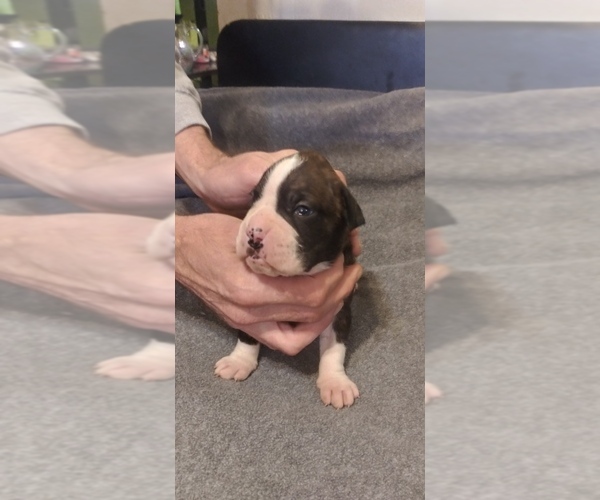 Medium Photo #1 Boxer Puppy For Sale in SHELBYVILLE, TN, USA
