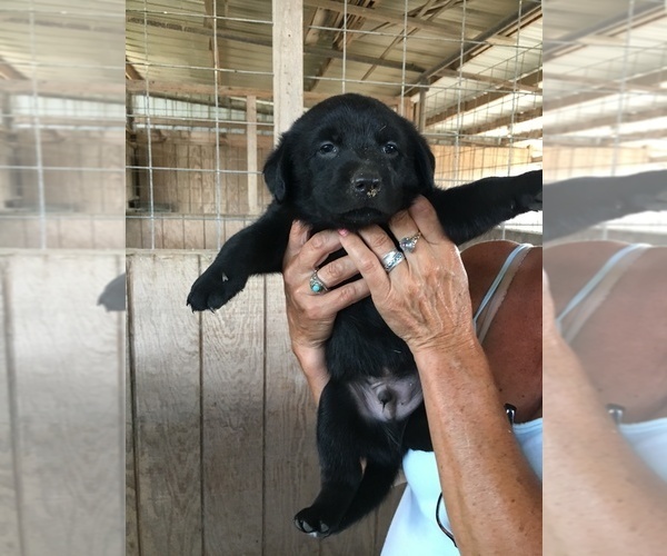 Medium Photo #16 Labrador Retriever Puppy For Sale in BANDERA, TX, USA