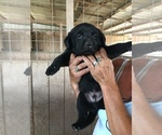 Small Photo #16 Labrador Retriever Puppy For Sale in BANDERA, TX, USA
