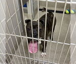 Small #5 American Bulldog Mix