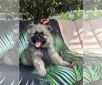 Small #2 Keeshond