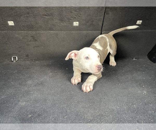 Medium Photo #2 American Pit Bull Terrier Puppy For Sale in DETROIT, MI, USA