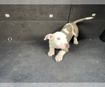 Small Photo #2 American Pit Bull Terrier Puppy For Sale in DETROIT, MI, USA