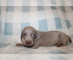 Small #5 Weimaraner