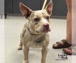 Pickles - Female Mutt Dog for Adoption - Small photo