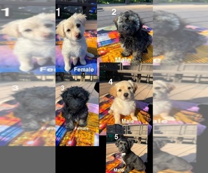 Maltese-Poodle (Standard) Mix Puppy for sale in SAN DIEGO, CA, USA