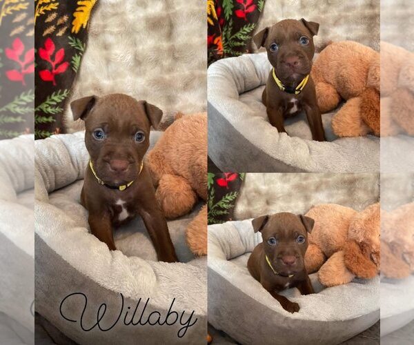 Medium Photo #2 Mutt Puppy For Sale in Rochester, NY, USA