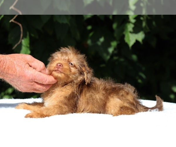 Medium Photo #12 Yorkiepoo mix (+ Poodle Toy) Puppy For Sale in DYERSBURG, TN, USA