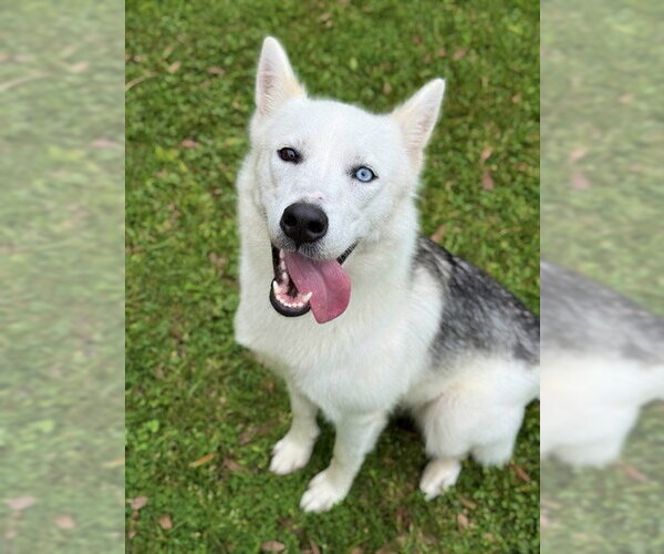 Medium Photo #1 Siberian Husky Puppy For Sale in Sugar Land, TX, USA