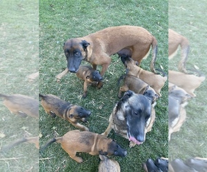 Belgian Malinois Puppy for Sale in IMPERIAL BEACH, California USA