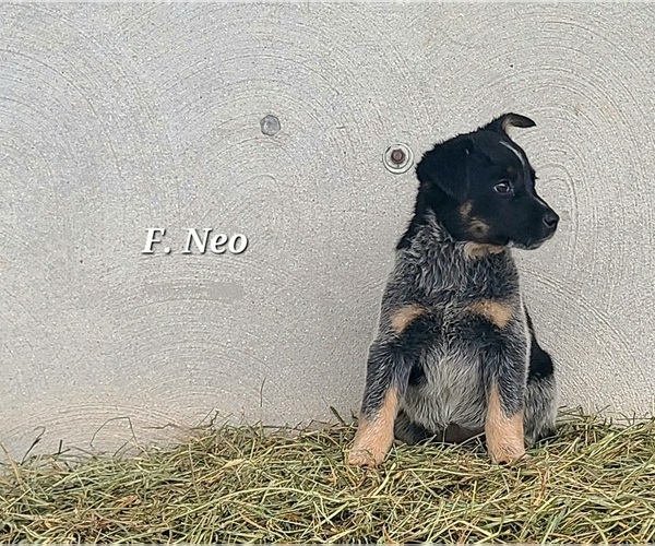 Medium Photo #1 Australian Cattle Dog Puppy For Sale in NATHALIE, VA, USA