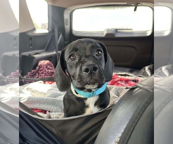 Medium Photo #1 Labrador Retriever-Unknown Mix Puppy For Sale in San Diego, CA, USA