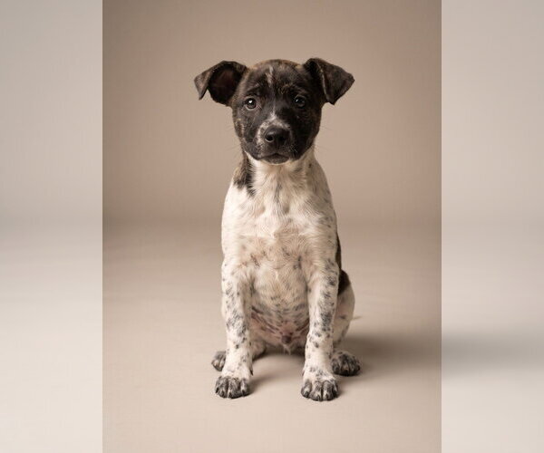 Medium Photo #1 Jack Russell Terrier-Unknown Mix Puppy For Sale in Vail, AZ, USA