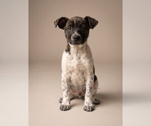 Jack Russell Terrier-Unknown Mix Dogs for adoption in Vail, AZ, USA